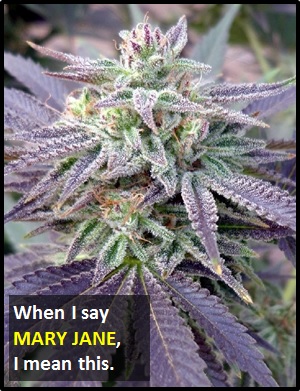 meaning of MARY JANE
