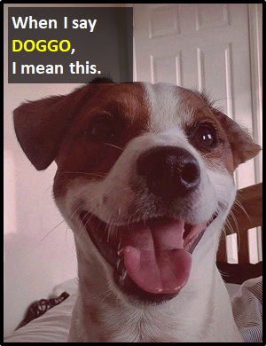 does doggo mean dog