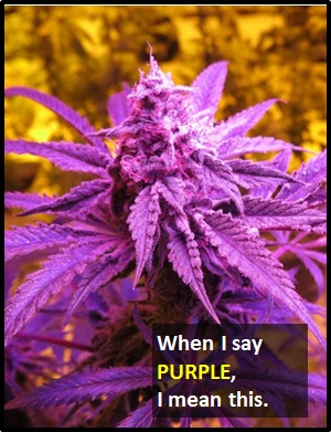 meaning of PURPLE